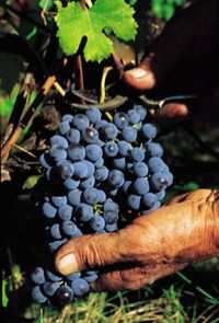 grapes cut