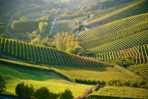vineyard g