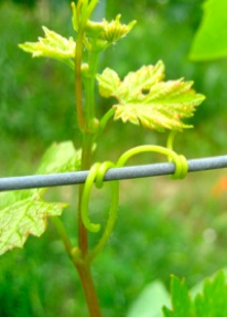 spring shoot